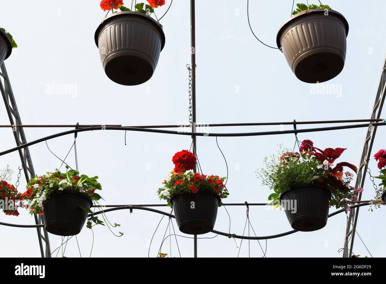 Plantes et fleurs annuelles mixtes croissant dans des paniers suspendus à des tiges métalliques de la structure de toit à l'intérieur d'une serre. Banque D'Images