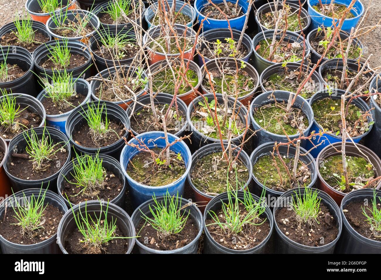 Allium cesp - plantes herbacées et arbustes à tiges ligneuses poussant dans des conteneurs à l'extérieur Banque D'Images