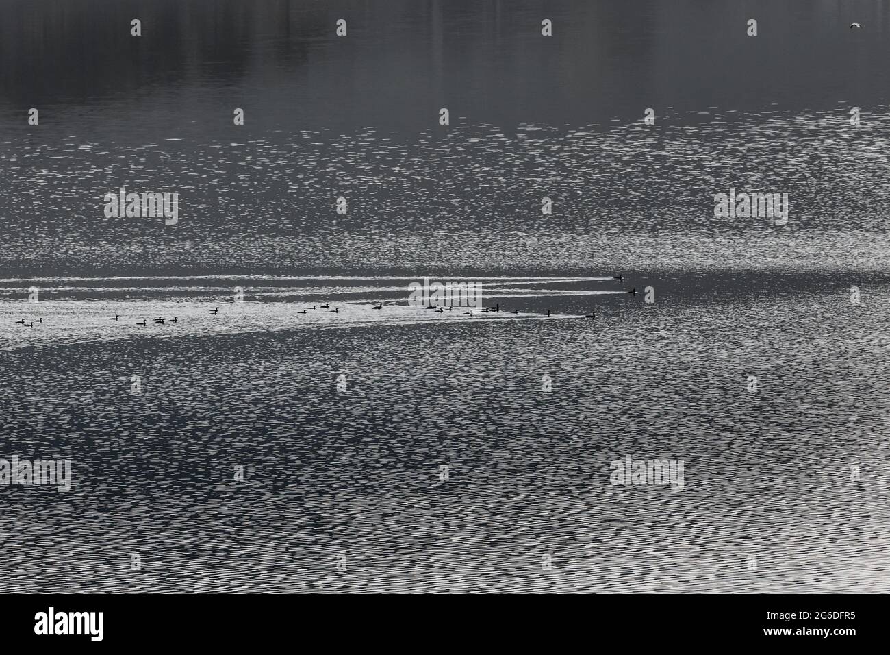Natation canards dans un barrage. Près de Dospat Bulgarie. Banque D'Images Natation canards dans un barrage. Près de Dospat Bulgarie. Banque D'Images