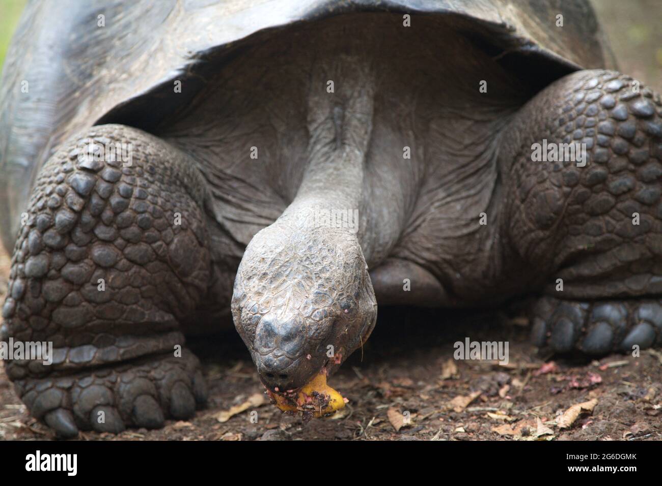 Gros plan de Galapagos Tortue (Chelonoidis nigra) manger des fruits Îles Galapagos, Equateur. Banque D'Images