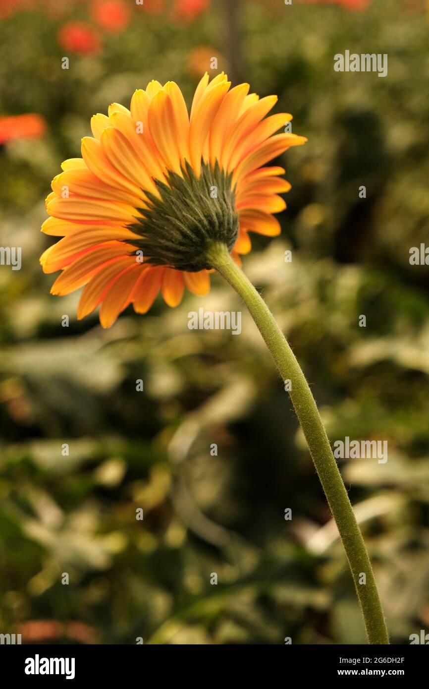 Gerbera en jaune. Photographie florale. Arrière-plan de bureau fleuri. Arrière-plan de la nature. Feuilles vert foncé. Banque D'Images