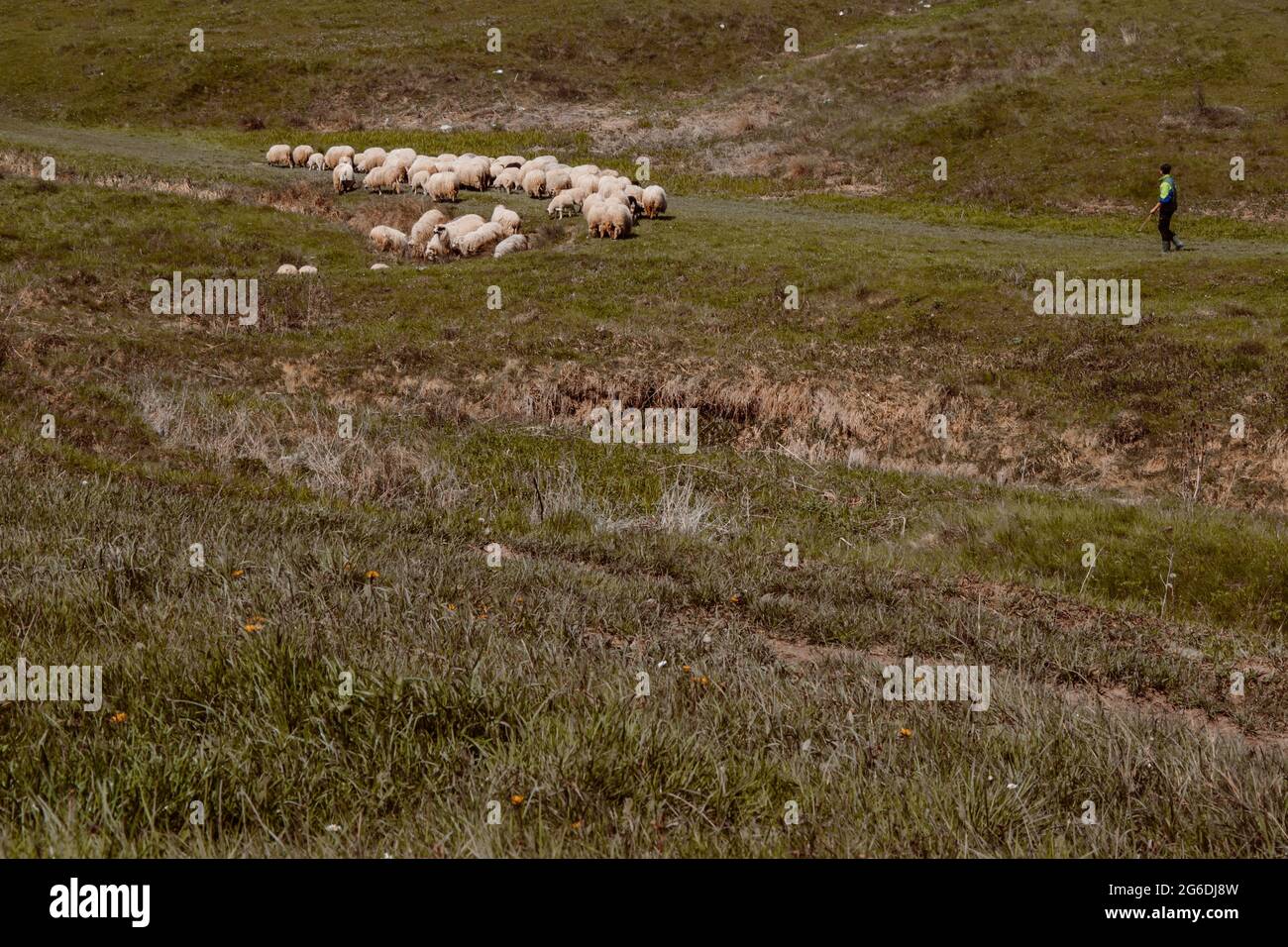 Paysage d'un vieux shepard avec un troupeau de moutons dans un petit village roumain Banque D'Images