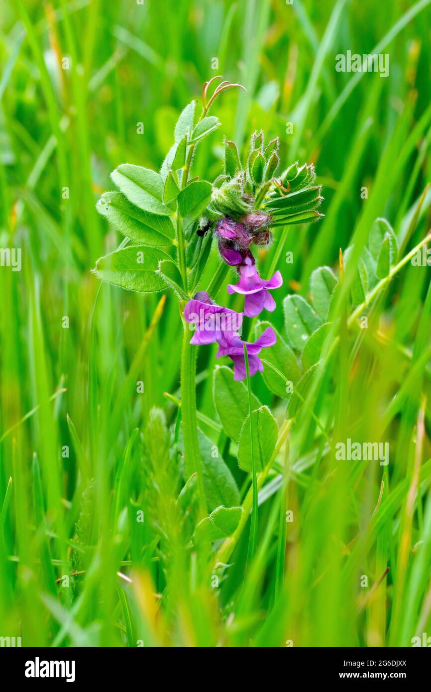 Bush Vetch (vicia sepium), également connu sous le nom de Crow-Peas, gros plan d'une seule plante avec des fleurs qui poussent à travers l'herbe au bord d'un champ. Banque D'Images