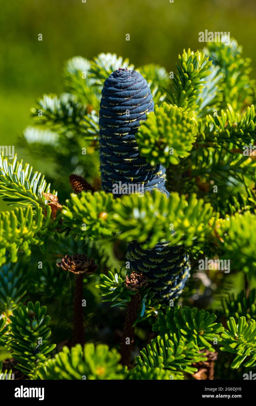 Gros plan des cônes de sapin coréen (Abies koreana) au soleil, Lothian oriental, Écosse, Royaume-Uni Banque D'Images