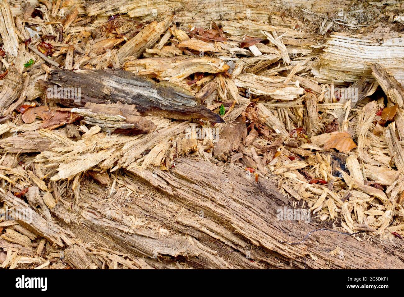 Gros plan de fragments de bois pourris qui se sont émiettés d'un arbre tombé mort. Banque D'Images