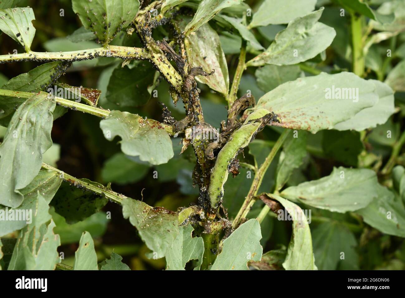 Plante de haricots larges dévastée par la mouche noire, un minuscule puceron qui aspire la sève de la nouvelle et tendre croissance des plantes. Banque D'Images