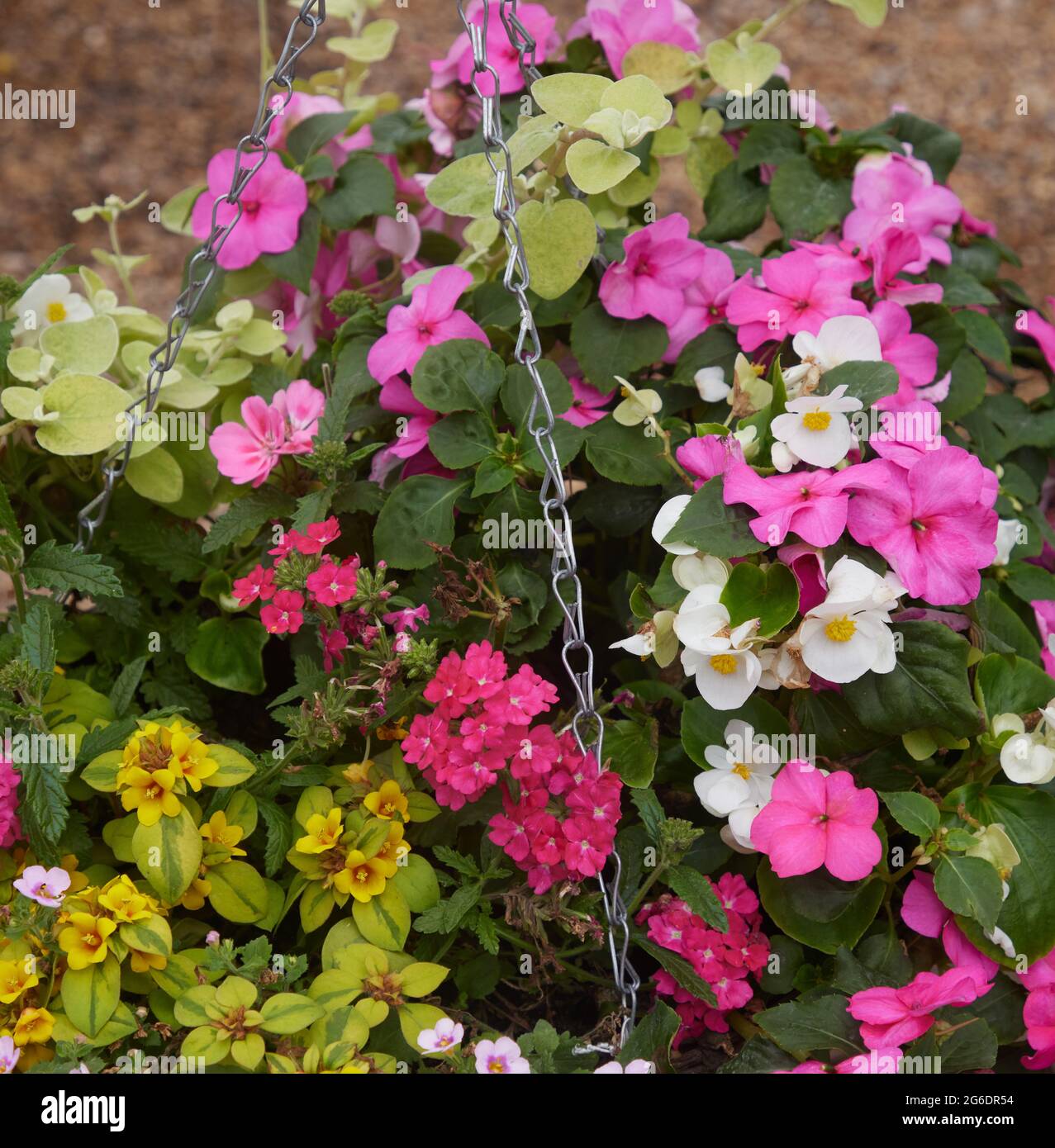 Fleurs vues dans un panier suspendu à l'été 2021. Banque D'Images