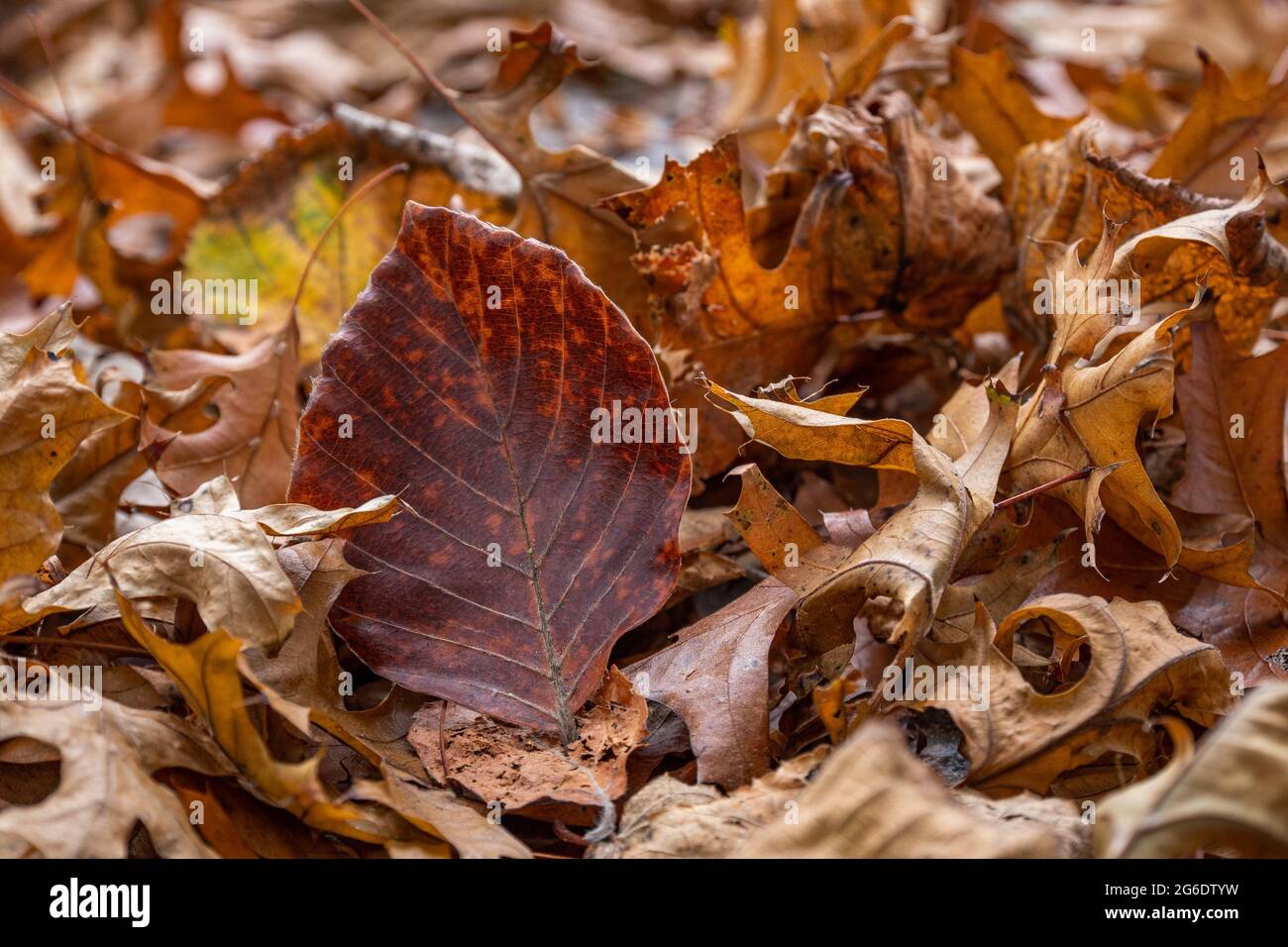 Des feuilles sèches de hêtre et d'érable sur le sol dans le parc d'automne Banque D'Images Des feuilles sèches de hêtre et d'érable sur le sol dans le parc d'automne Banque D'Images