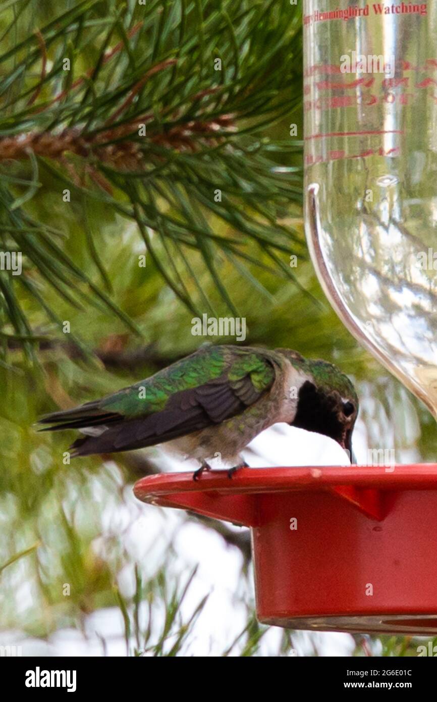 Hummingbird boire à partir d'un mangeoire Banque D'Images