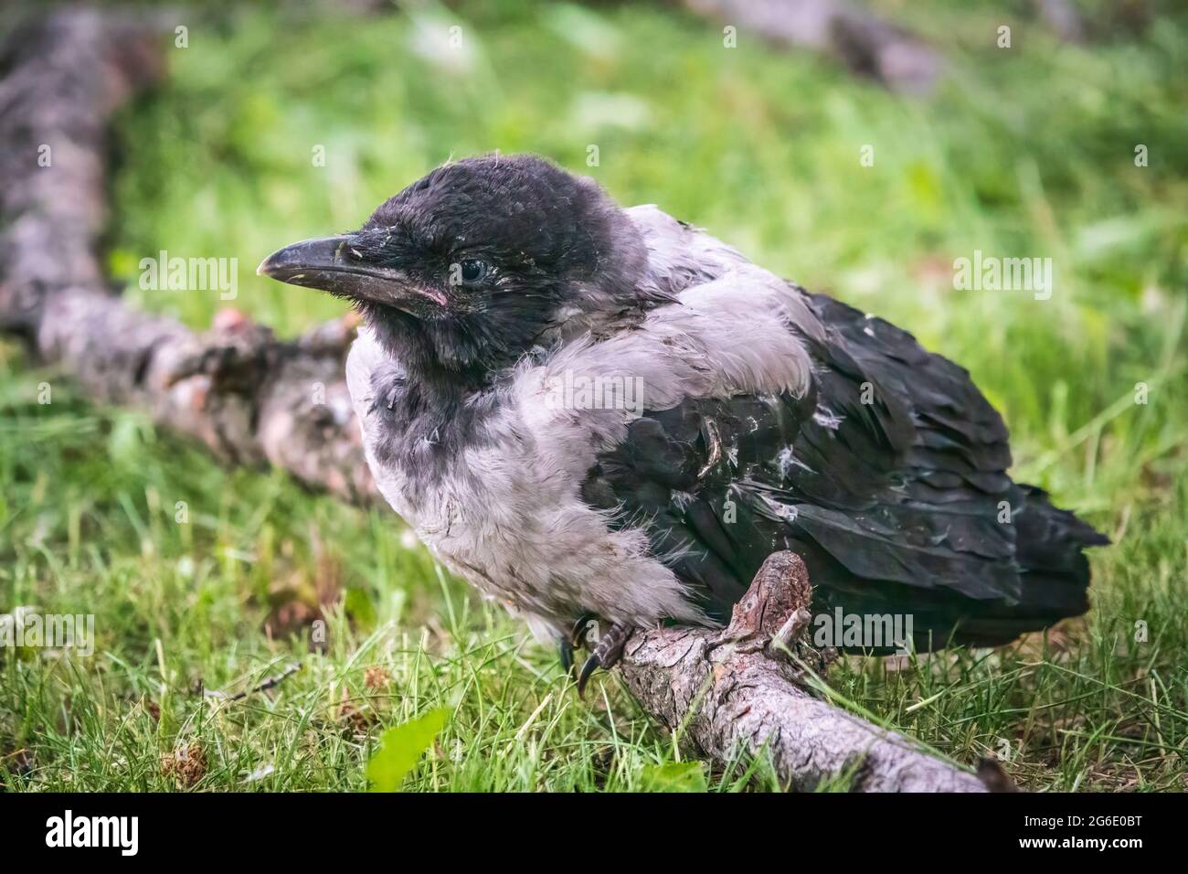 Un Poussin De Corbeau Un Petit Corbeau Est Tombe De Son Nid Et Est Assis Effraye Sur Une Branche Pres Du Sol Un Corbeau Poussin Assis Et En Attente D Un Parent Photo