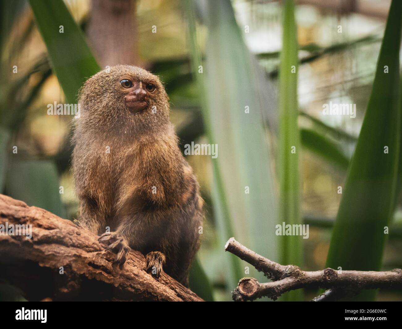 Bebe Ouistiti Pygmee Cebuella Pygmaea Etre Allaites Au Biberon Photo Stock Alamy Bebe Ouistiti Pygmee Cebuella Pygmaea Etre Allaites Au Biberon Photo Stock Alamy