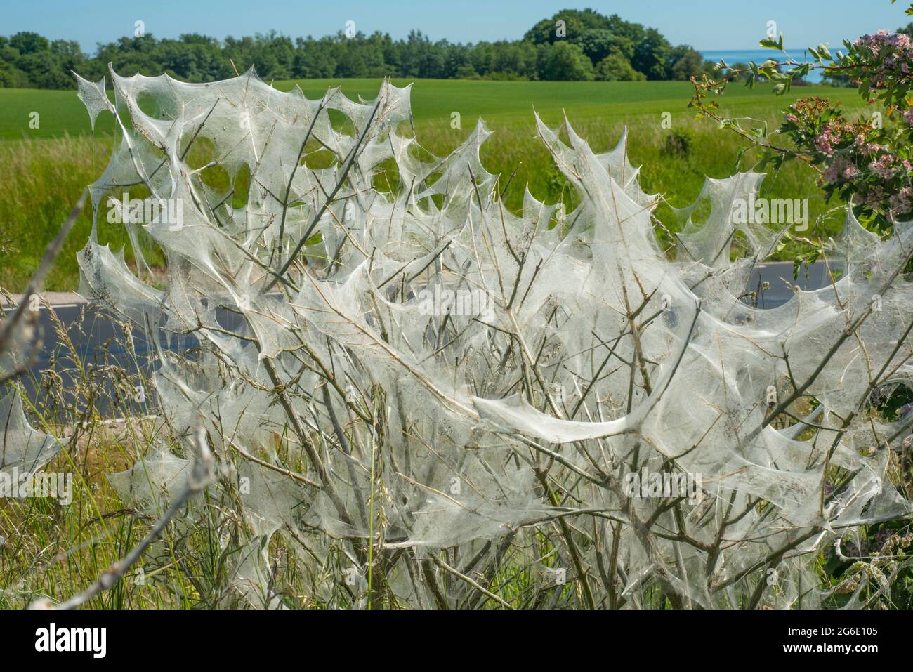 Insectes endommagés par le papillon Ermine (Yponomeutidae) à Ystad, Scania, Suède, Scandinavie Banque D'Images