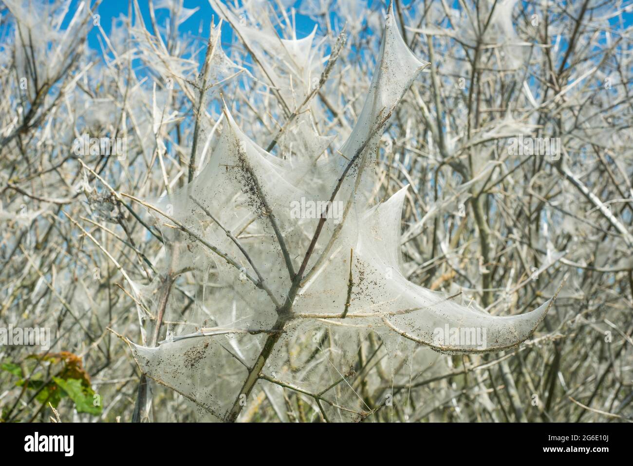 Insectes endommagés par le papillon Ermine (Yponomeutidae) à Ystad, Scania, Suède, Scandinavie Banque D'Images