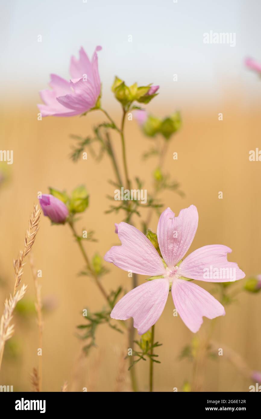 Musk-mallow (Malva moschata), Prignitz, Brandebourg, Allemagne Banque D'Images