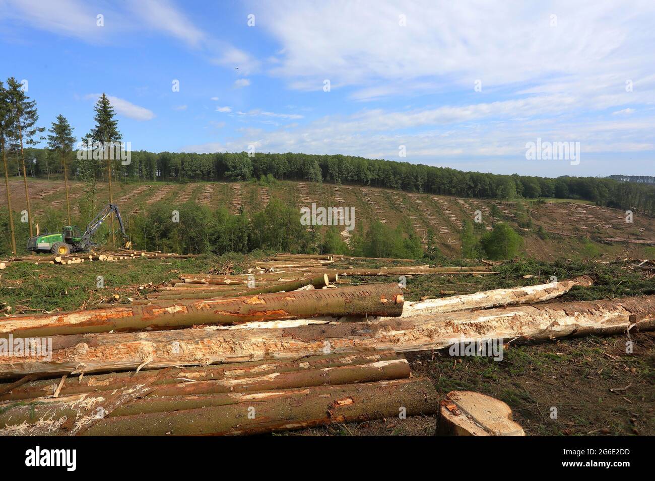 Récolte de l'épinette infestée de dendroctone de l'épinette (Cryphalus abietis), Siegerland, Rhénanie-du-Nord-Westphalie, Allemagne Banque D'Images