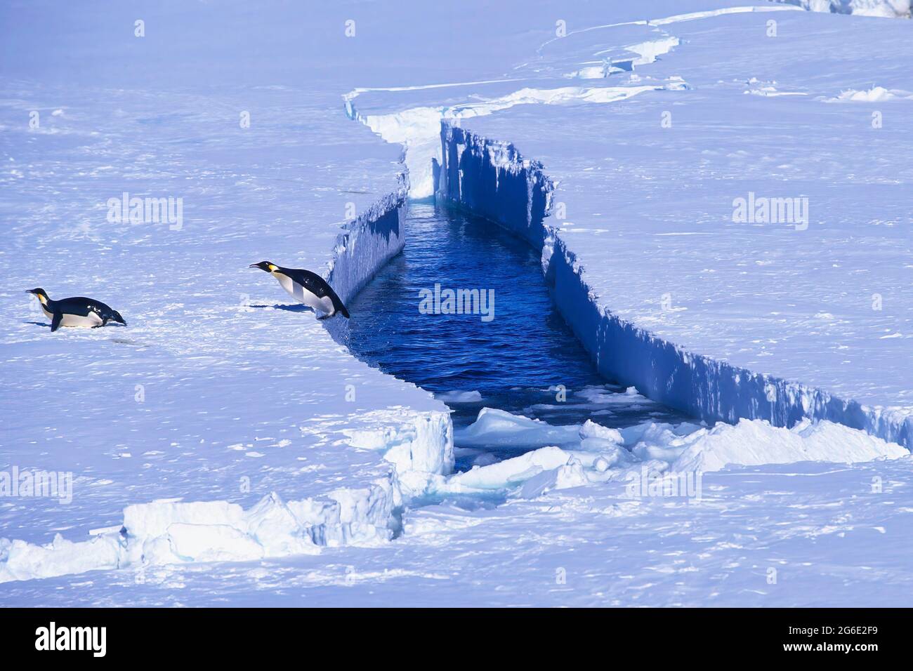 Manchot empereur sautant hors de l'eau, plateau de glace de Riiser-Larsen, côte de la Reine Maud Land, mer de Weddell, Antarctique Banque D'Images