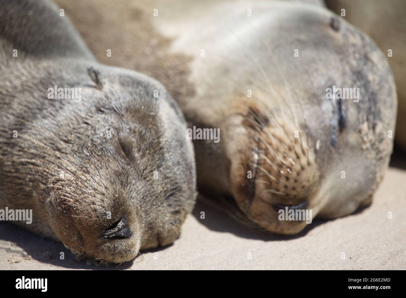 Portrait en gros plan de deux phoques à fourrure Galapagos (Arctocephalus galapagoensis), côte à côte, îles Galapagos, Équateur Banque D'Images