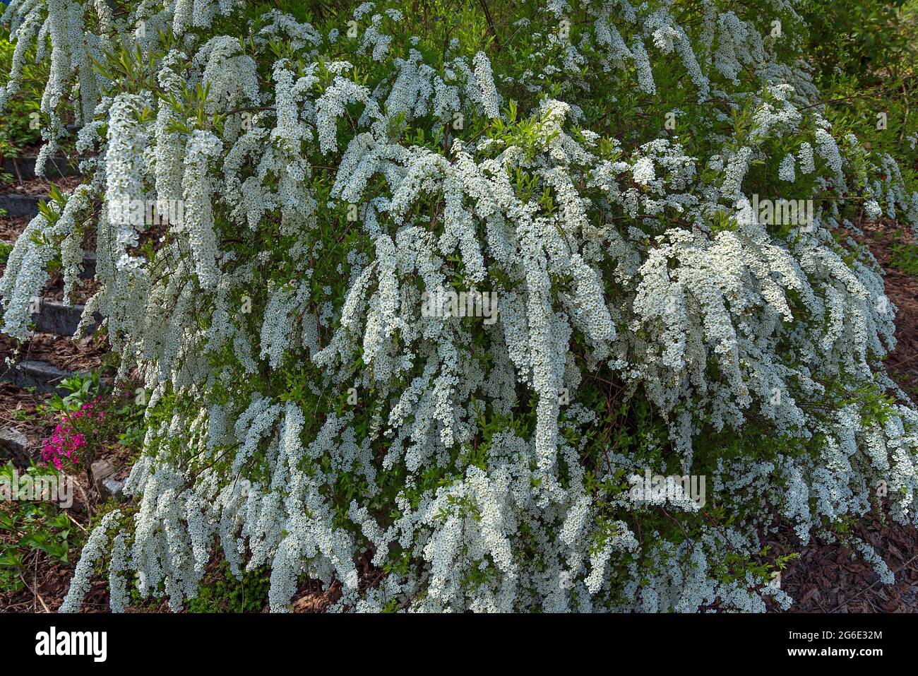 Spirée de la mariée (Spiraea x arguta), Bavière, Allemagne Banque D'Images