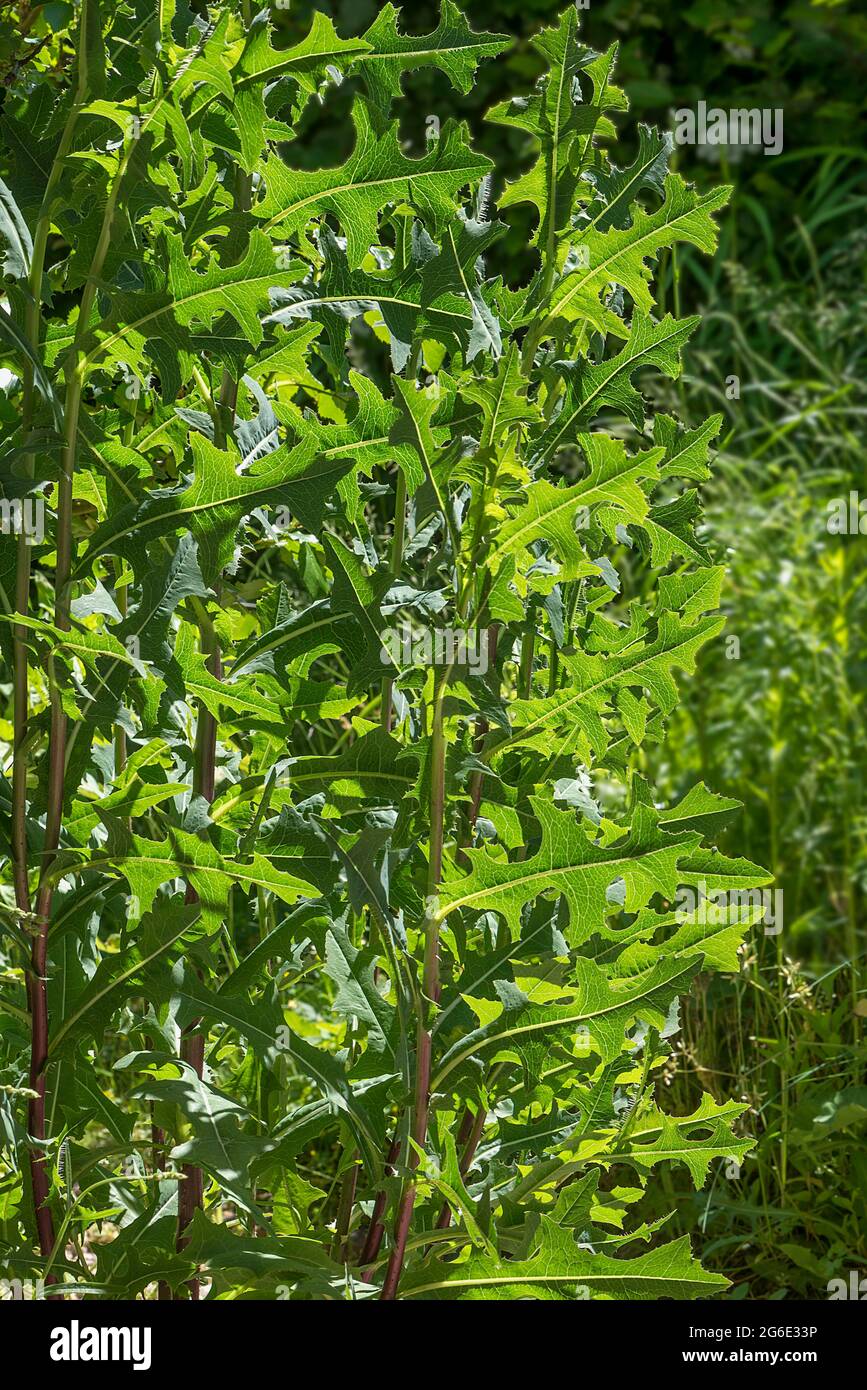 Lactuca serriola (Lactuca serriola), Bavière, Allemagne Banque D'Images