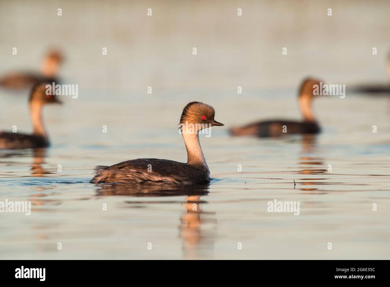 Sargent grebe, Podiceps occipitalis, la Pampa Argentine. Banque D'Images