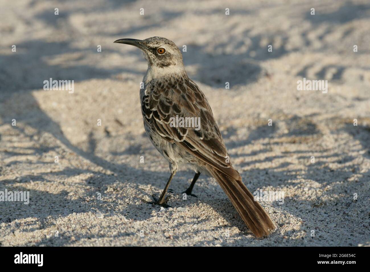 Galapagos Mockingbird, Mimus parvulus, Equateur, Amérique du Sud Banque D'Images