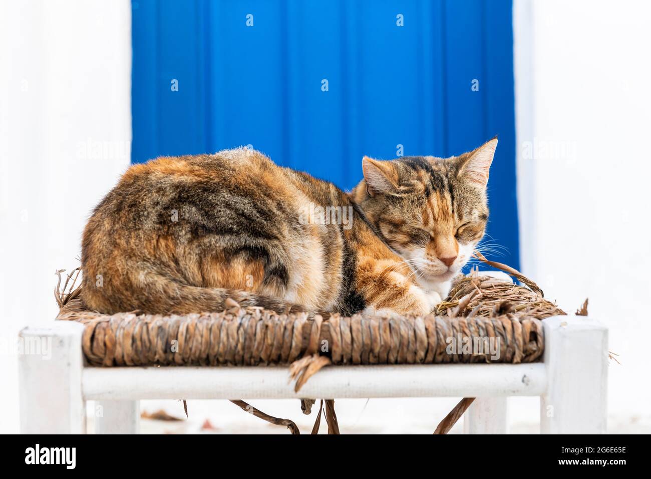 Chat couché sur chaise, Parika, Paros, Cyclades, Mer Egéé, Grèce Banque D'Images