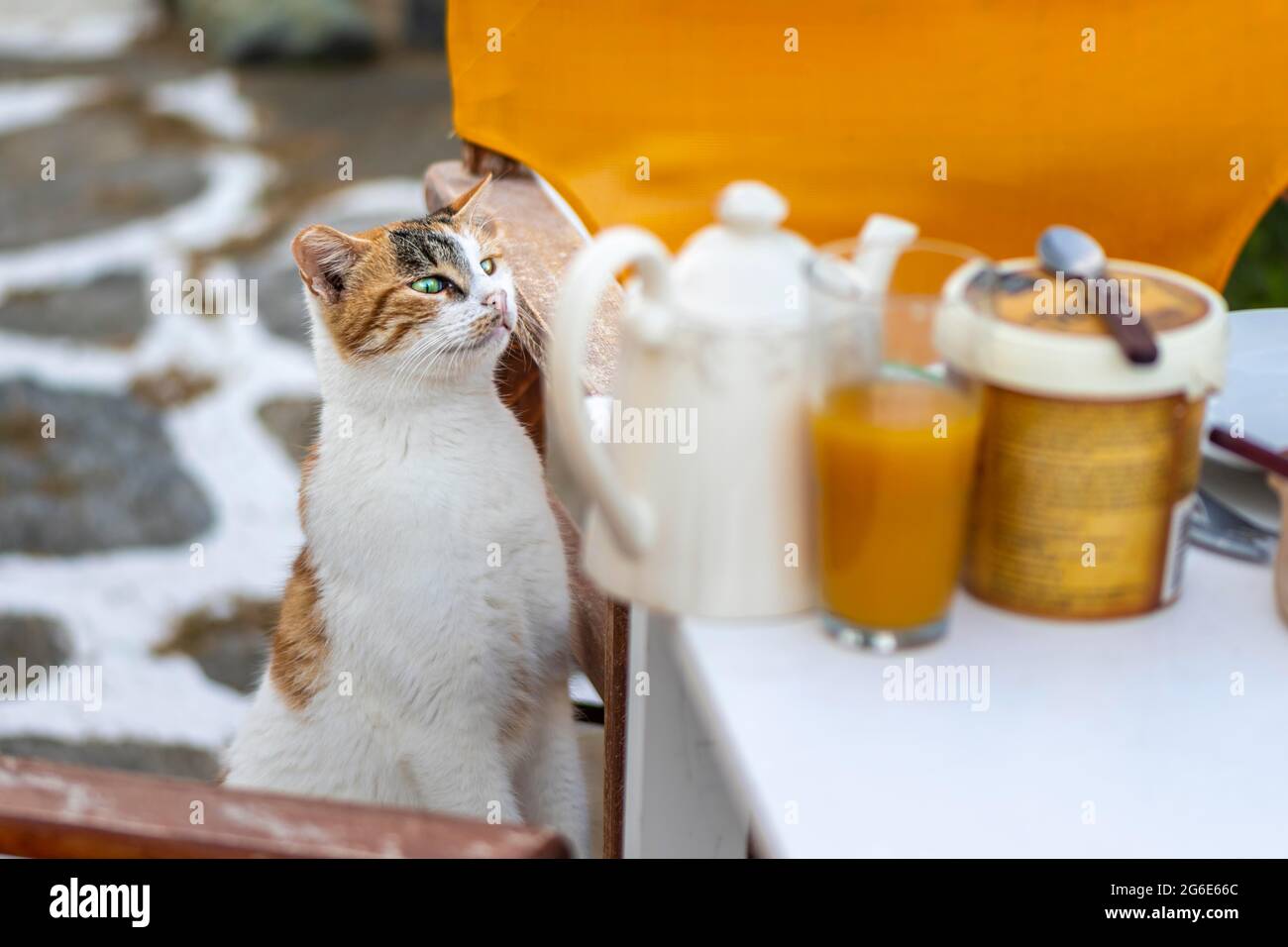 Escalade de chat sur table, curieusement regardant la nourriture, Paros, Cyclades, mer Egée, Grèce Banque D'Images