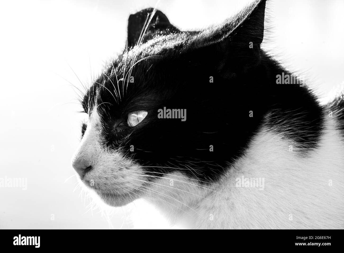 Chat noir et blanc, portrait d'animal, Paros, Cyclades, Mer Egéé, Grèce Banque D'Images