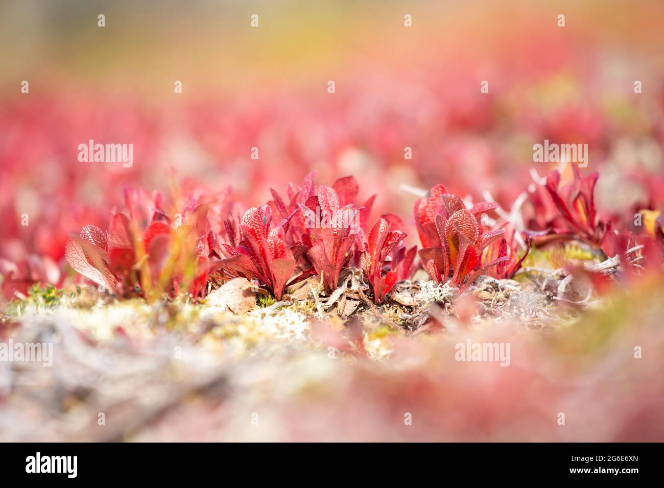 Feuilles rouges de Bearberry alpine (Arctous alpina, Arctostaphylos alpina) pendant le feuillage d'automne dans la nature du nord de la Finlande Banque D'Images