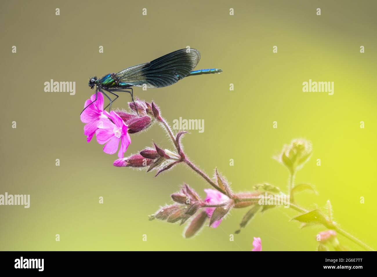 Bagués demoiselle (calopteryx splendens), mâles, assis sur le campion rouge (Silene dioica) Red campion, Hesse, Allemagne Banque D'Images