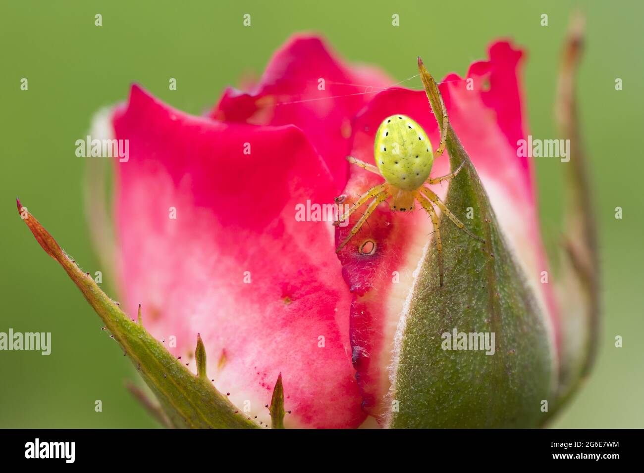 Araignée verte de concombre (Araniella cucurbitina) sur fleur de rose, Hesse, Allemagne Banque D'Images