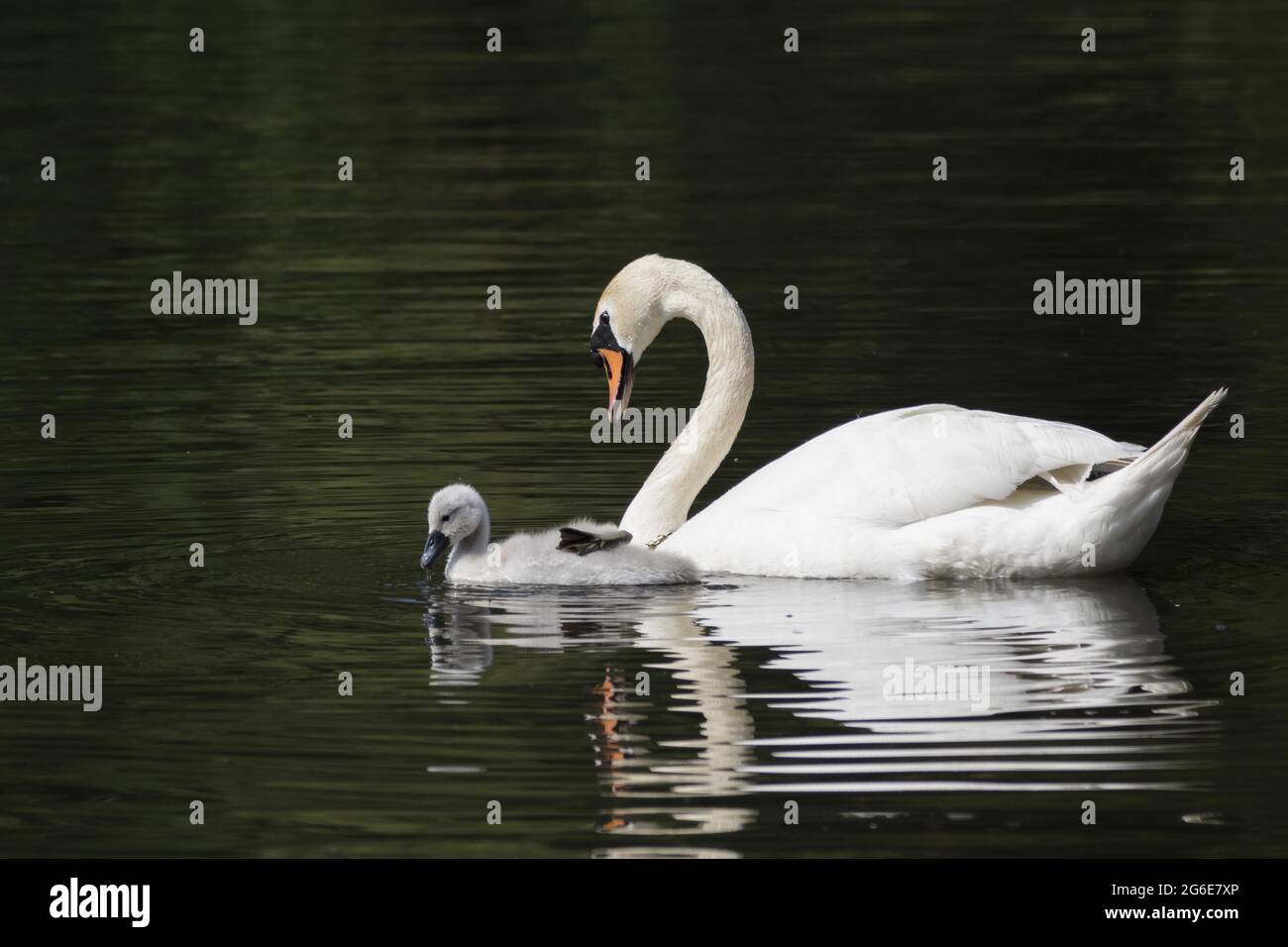 Muet cygne (Cygnus olor) avec un jeune oiseau sur l'eau, Hesse, Allemagne Banque D'Images