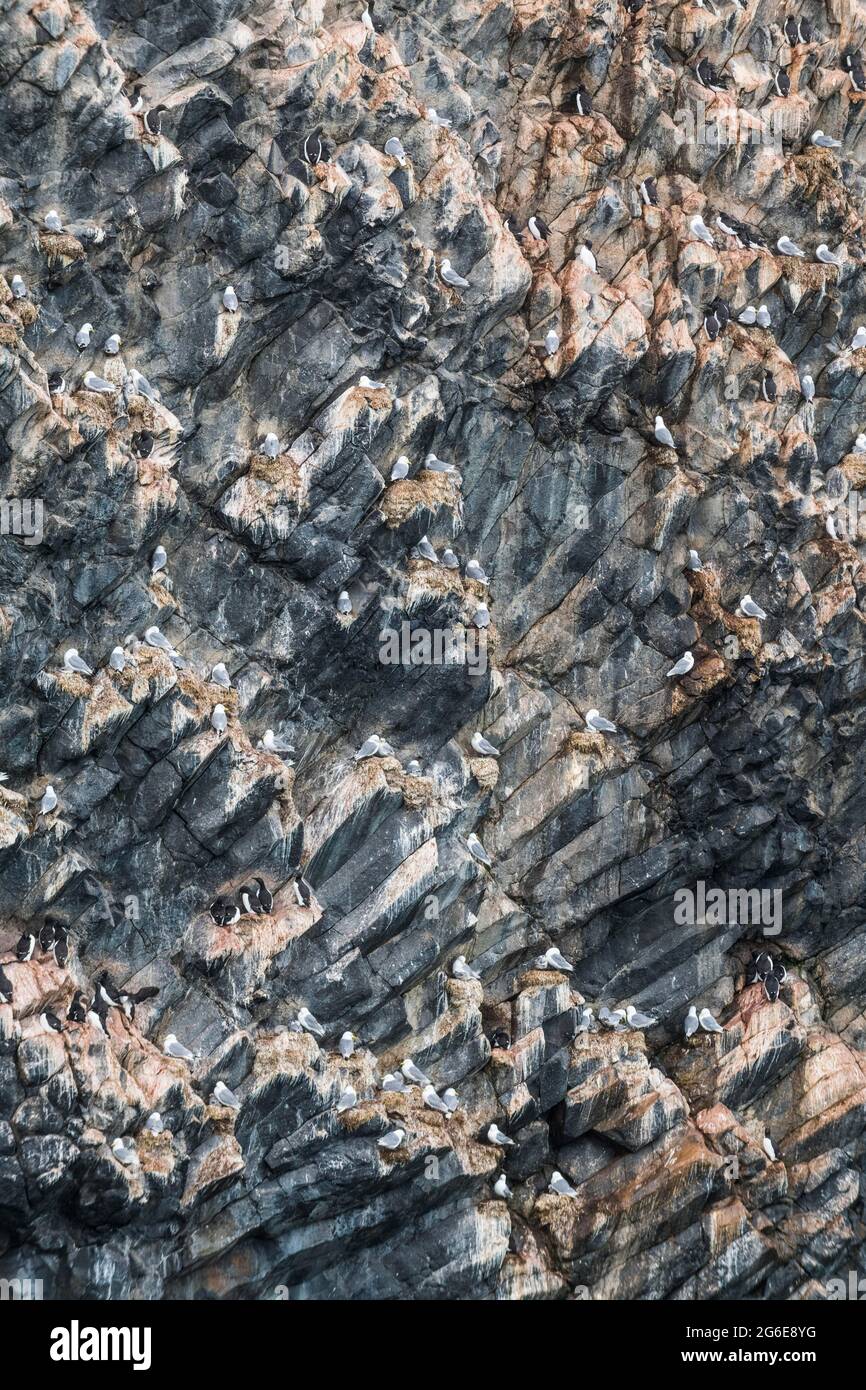Colonie géante d'oiseaux de mer sur la formation spectaculaire de roche de basalte par colonnes, Skala Rubini ou Rubini rock, archipel de la Terre Franz Josef, Russie Banque D'Images