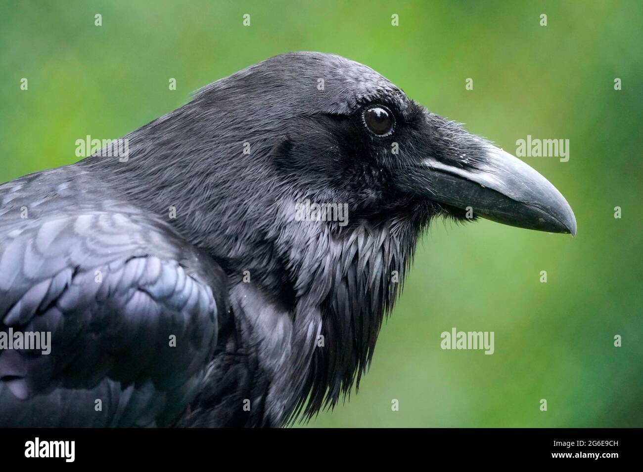 Corbeau commun (Corvus corax), portrait d'animal, captif, Allemagne Banque D'Images