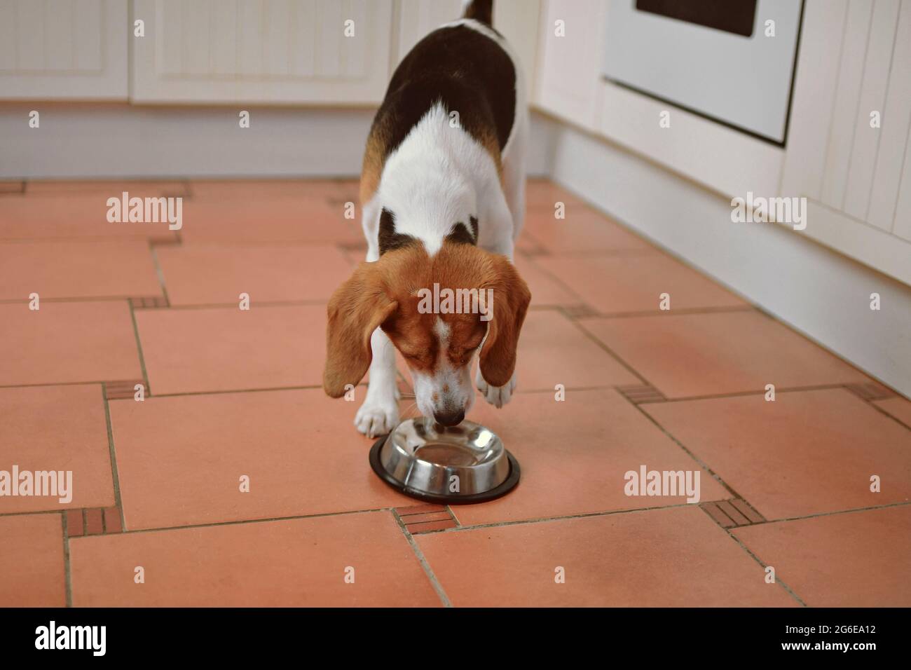 Joli chien Beagle regardant un bol pour chien vide. Chien de Beagle affamé Banque D'Images