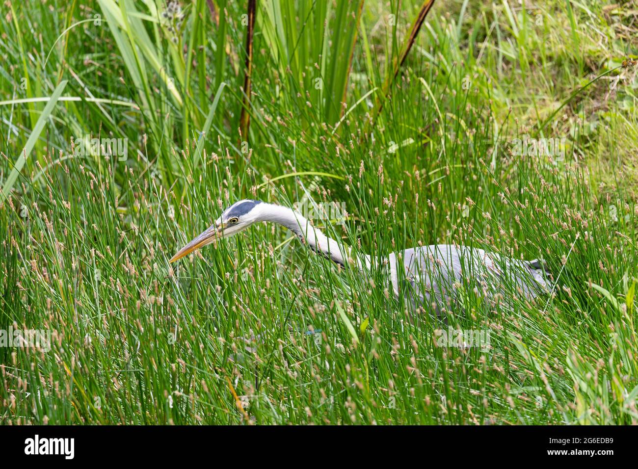 Le héron gris (Ardea cinerea, de la famille des Ardeidae) qui traque sa proie au bord d'un lac et camouflé dans l'herbe. Worcestershire, Angleterre Banque D'Images