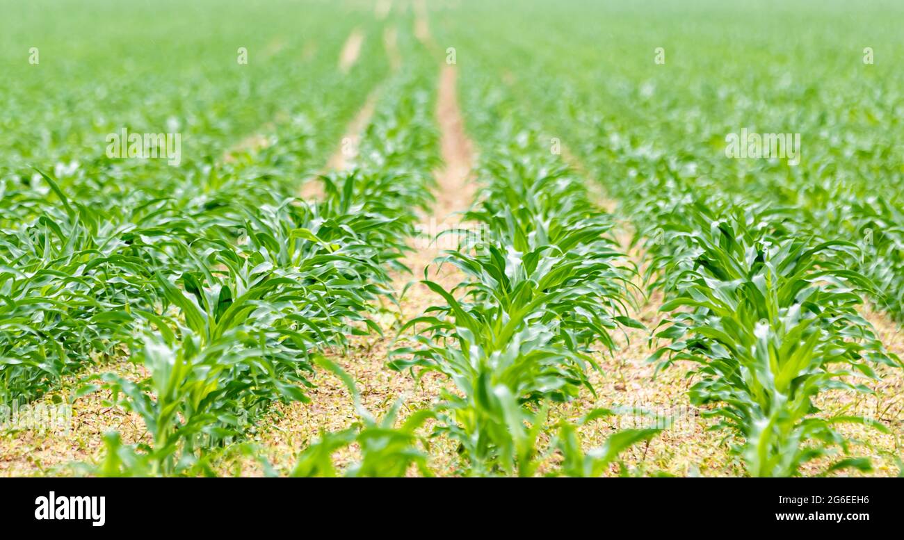 image détaillée de jeunes plants de maïs en rangées dans un champ d'agriculteur Banque D'Images