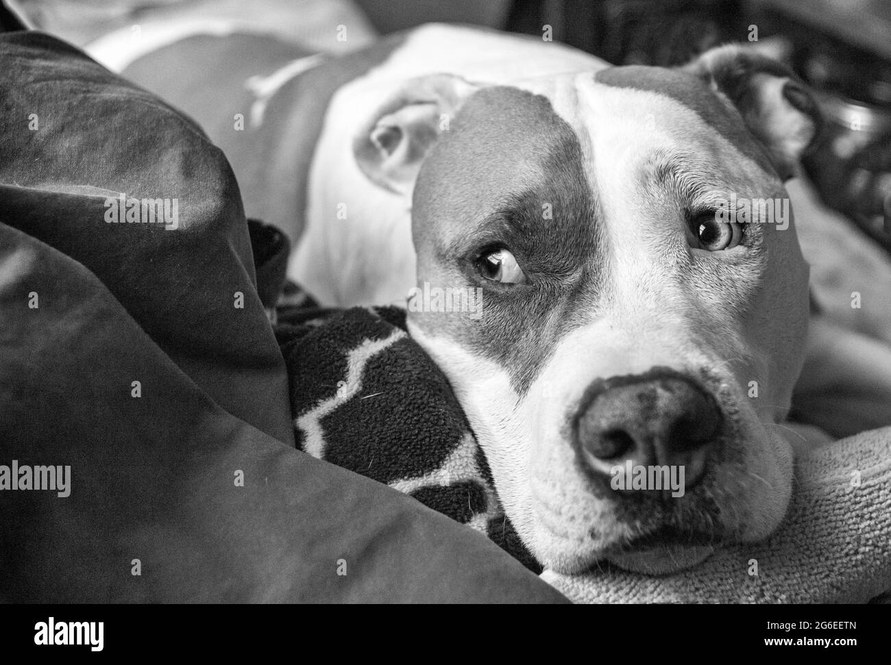 Un chien mixte (American Staffordshire Pit Bull Terrier et American Pit Bull Terrier) (Canis lupus familiaris) regarde sur le côté. Banque D'Images