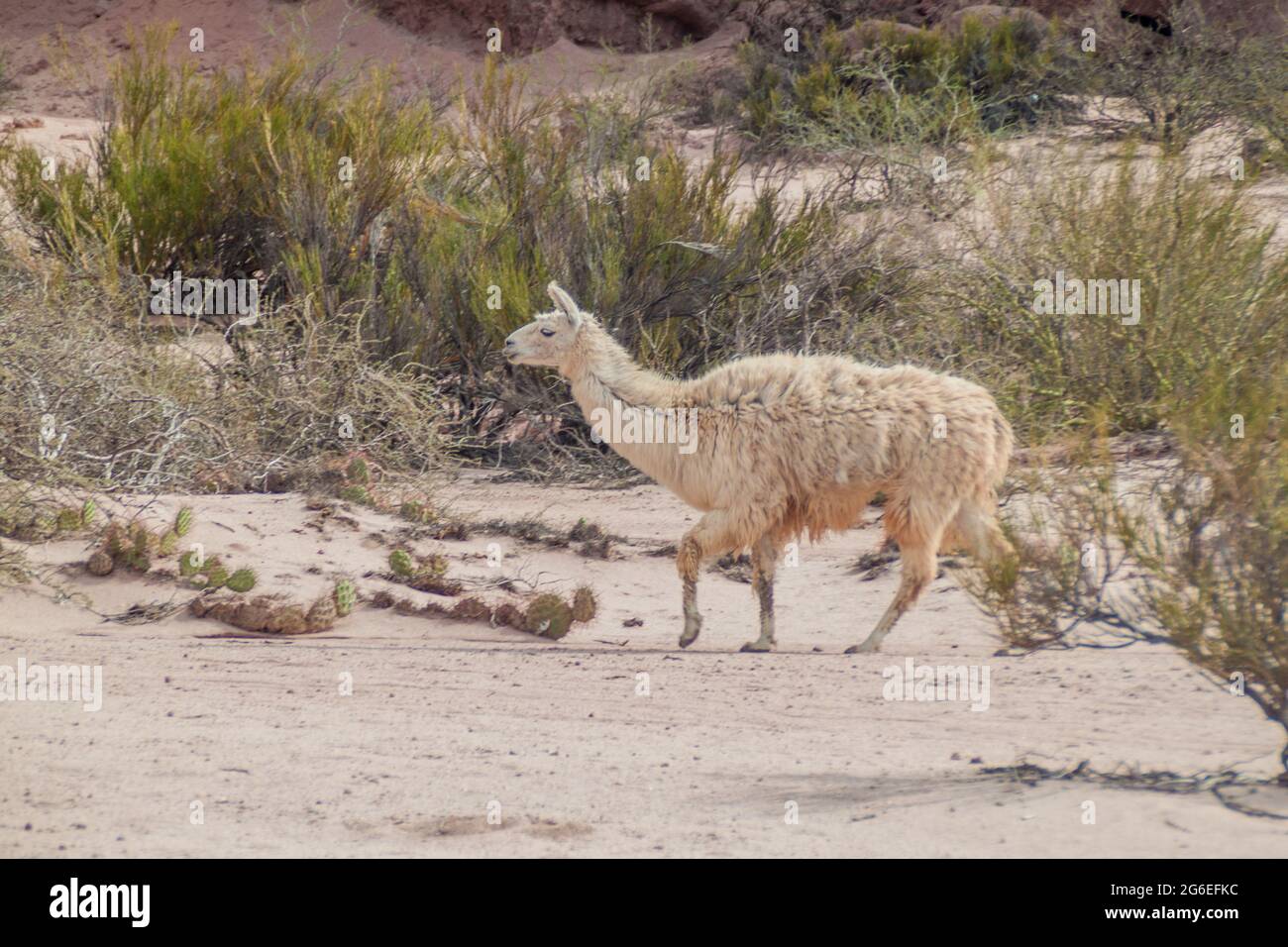 Lama marche à Quebrada de Cafayate, Argentine. Parc national Quebrada de las Conchas. Banque D'Images