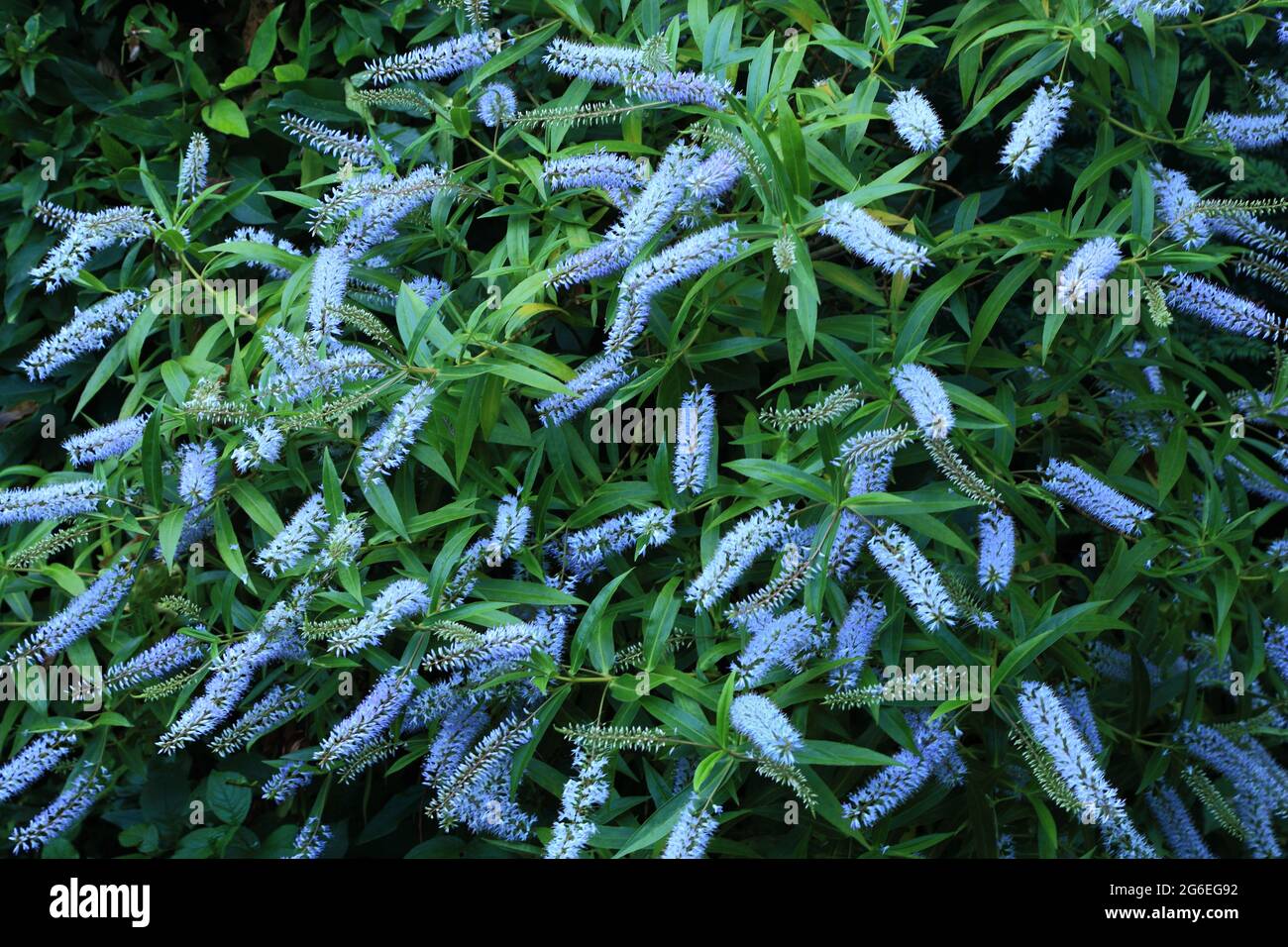 Hebe salicifolia, fleurs bleu pâle, plante de jardin Banque D'Images