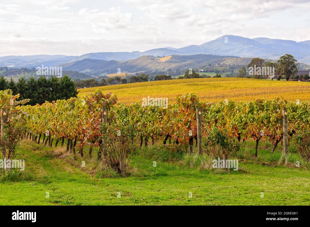 Automne dans le vignoble Tokar Estate au coeur de la Yarra Valley - Coldstream, Victoria, Australie Banque D'Images
