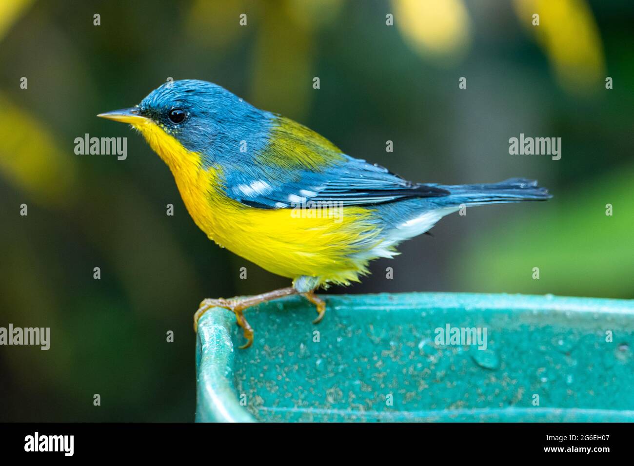 Le Parula tropical (Setophaga pitiayumi) est un petit verrulaire du Nouveau monde. C'est un petit oiseau de passereau. Banque D'Images