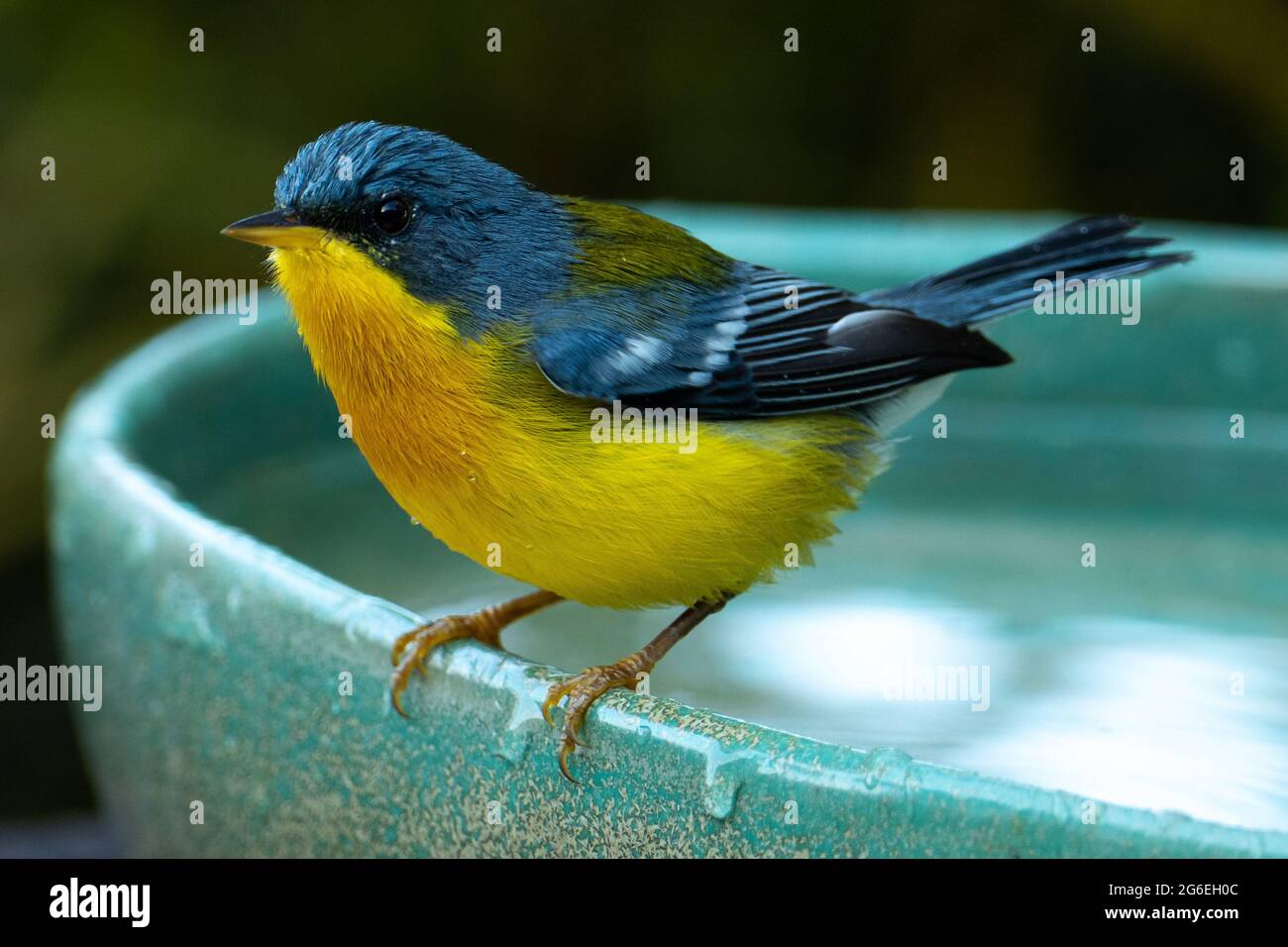 Le Parula tropical (Setophaga pitiayumi) est un petit verrulaire du Nouveau monde. C'est un petit oiseau de passereau. Banque D'Images