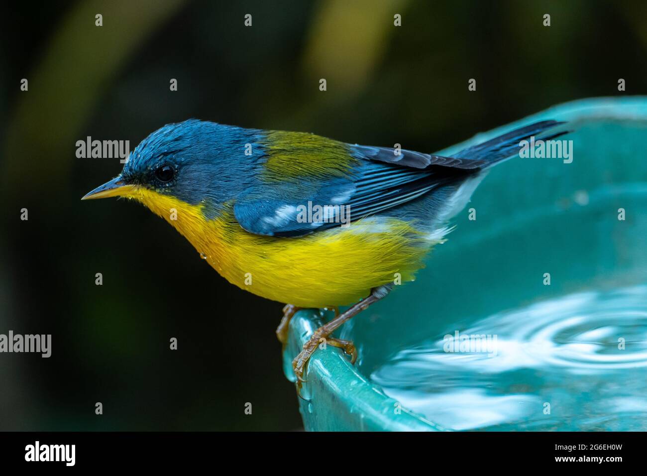 Le Parula tropical (Setophaga pitiayumi) est un petit verrulaire du Nouveau monde. C'est un petit oiseau de passereau. Banque D'Images