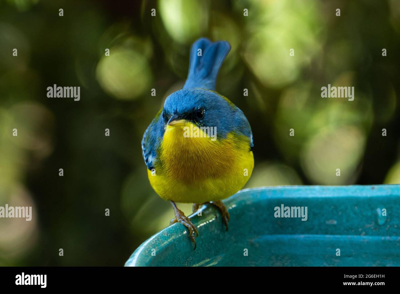 Le Parula tropical (Setophaga pitiayumi) est un petit verrulaire du Nouveau monde. C'est un petit oiseau de passereau. Banque D'Images
