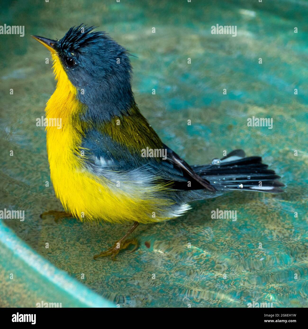 Le Parula tropical (Setophaga pitiayumi) est un petit verrulaire du Nouveau monde. C'est un petit oiseau de passereau. Banque D'Images