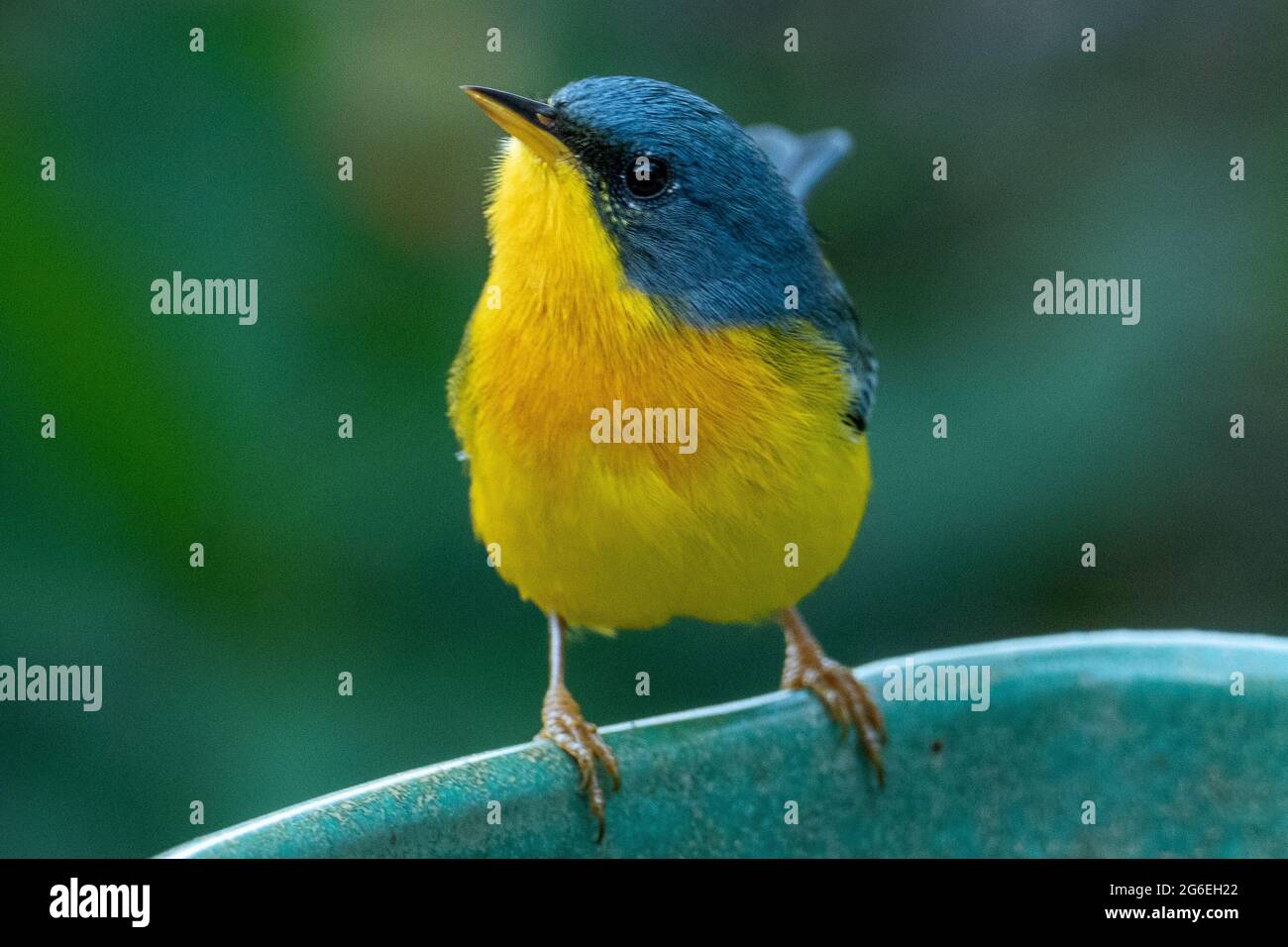 Le Parula tropical (Setophaga pitiayumi) est un petit verrulaire du Nouveau monde. C'est un petit oiseau de passereau. Banque D'Images