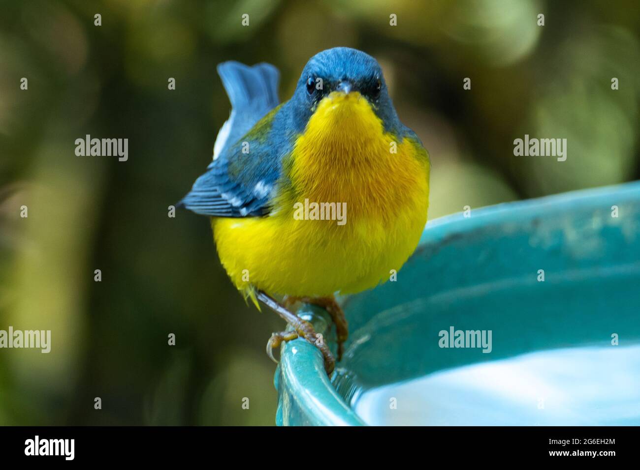 Le Parula tropical (Setophaga pitiayumi) est un petit verrulaire du Nouveau monde. C'est un petit oiseau de passereau. Banque D'Images