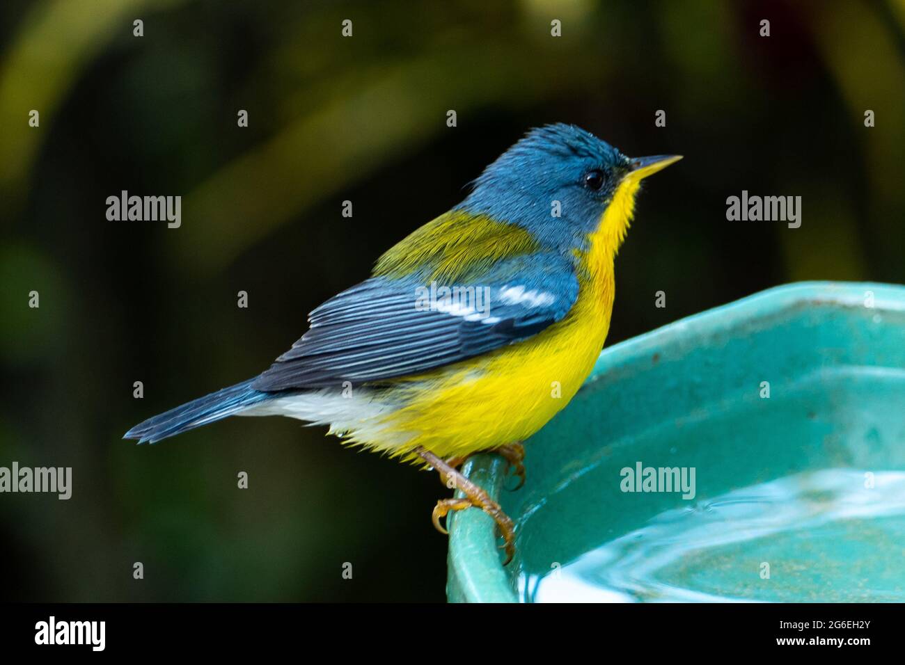 Le Parula tropical (Setophaga pitiayumi) est un petit verrulaire du Nouveau monde. C'est un petit oiseau de passereau. Banque D'Images