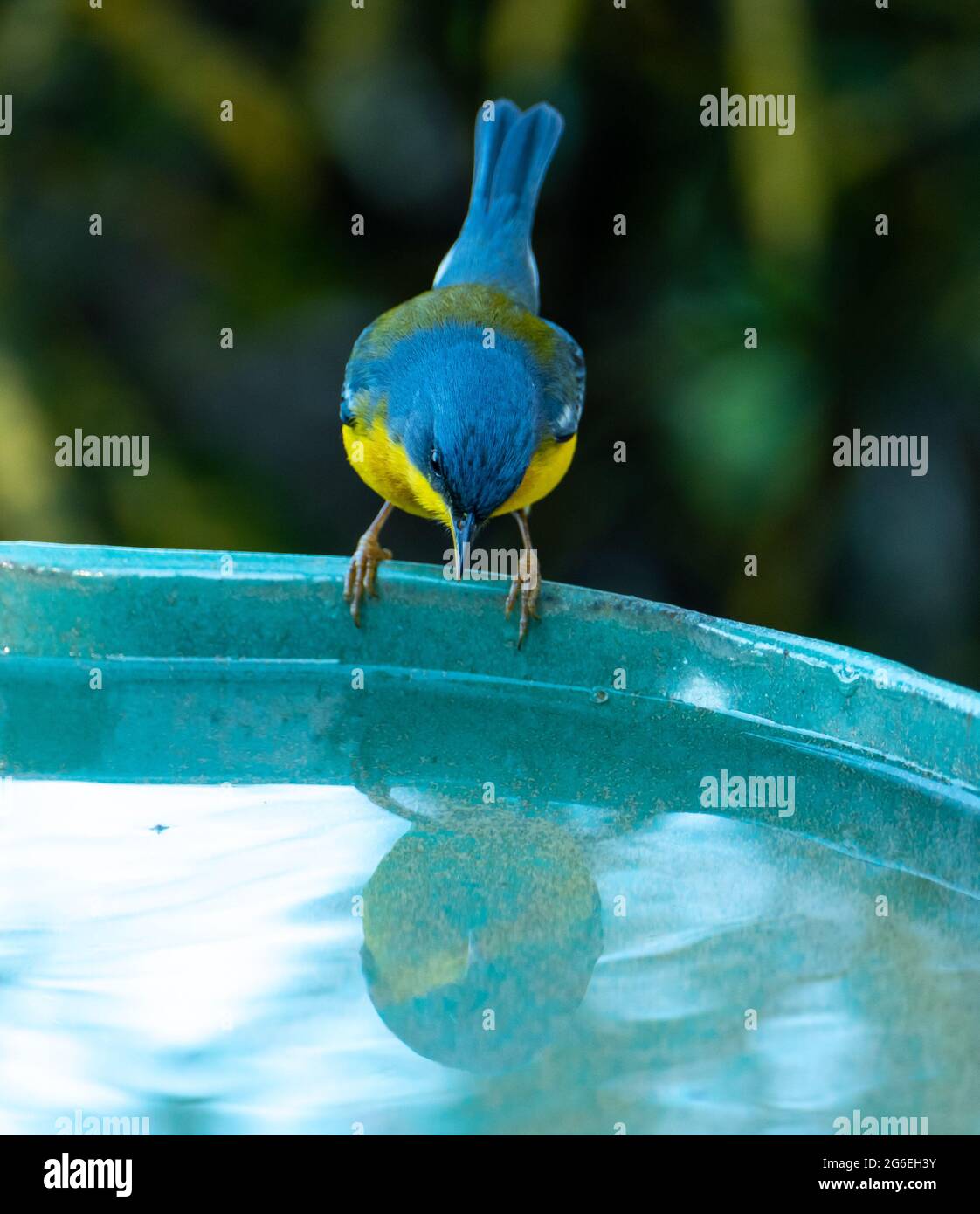 Le Parula tropical (Setophaga pitiayumi) est un petit verrulaire du Nouveau monde. C'est un petit oiseau de passereau. Banque D'Images